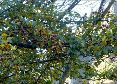 ветки, полные мелких груш