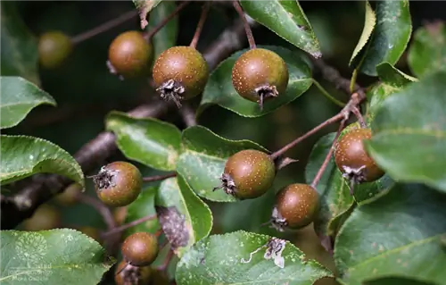 Дикая груша (Pyrus cordata)