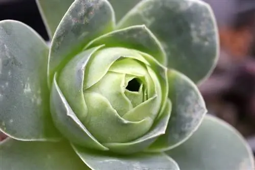 Greenovia, суккуленты исключительной красоты