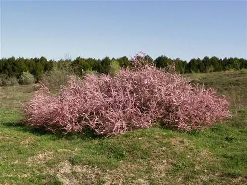 Цветы африканского тамарикса могут быть розовыми или белыми.