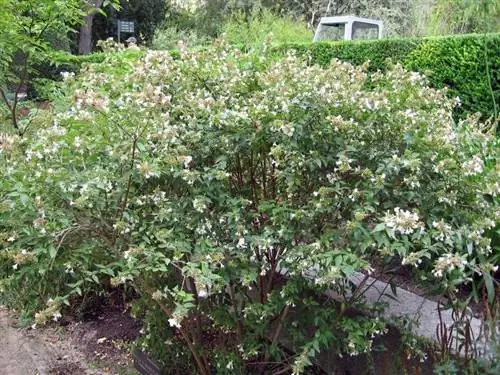 Вид на Abelia x grandiflora