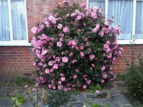 Камелия японская в цвету