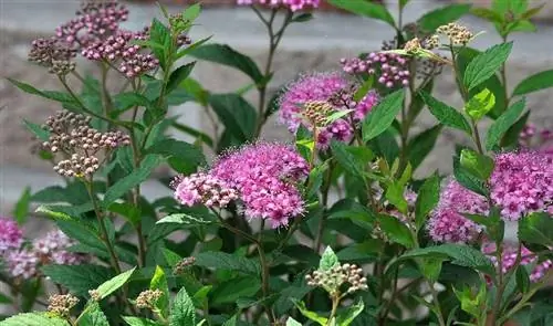 Спирея японская в цвету