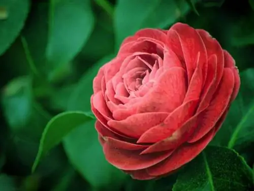 11 цветущих кустарников для сада или горшка