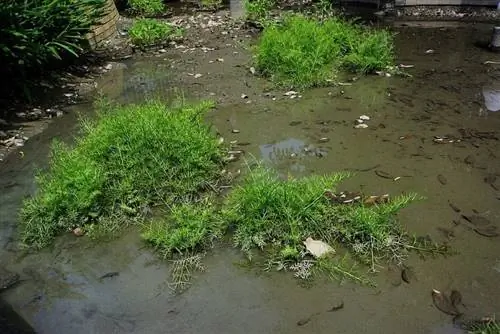 Суматранский папоротник - прекрасное растение