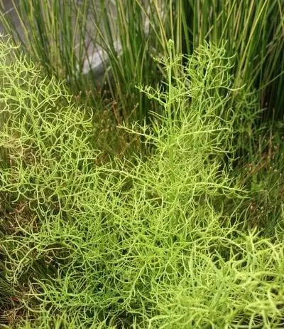 У суматранского папоротника сложные листья.