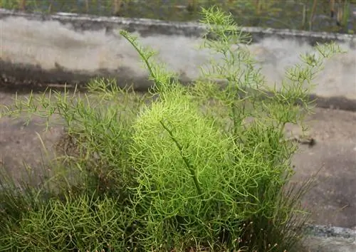 Суматранский папоротник (Ceratopteris thalictroides)