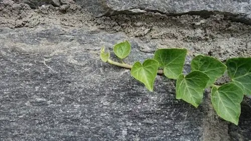 Плющ - почвопокровное растение