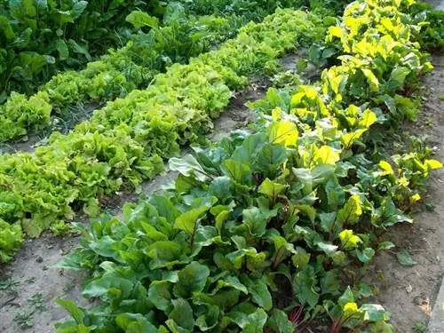 Иметь сад - хороший способ быть здоровым