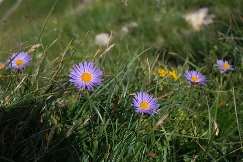 Астры альпийские (Aster alpinus)