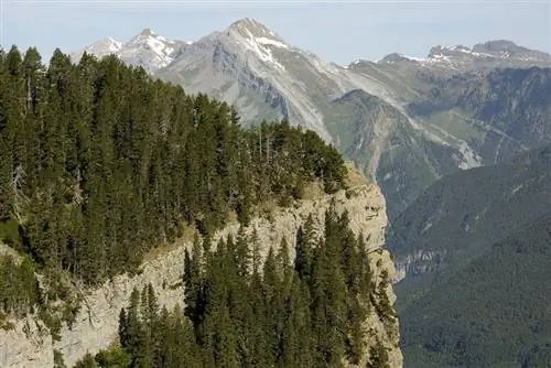 Pinus uncinata леса