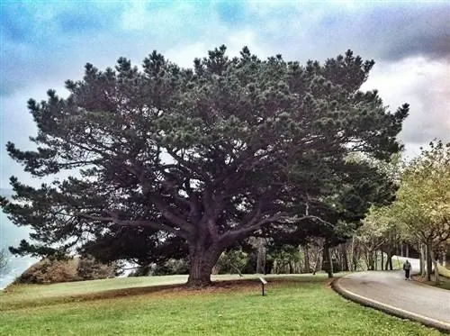 Сосна черная (Pinus uncinata)