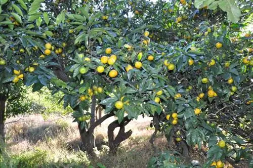 Citrus reticulata или мандариновое дерево в саду Citrus reticulata или мандариновое дерево в саду