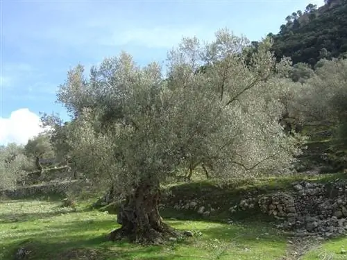 Olea europaea, известная как оливковая Olea europaea, известная как оливковая