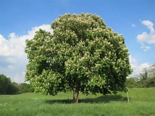 Вид на Aesculus hippocastanum Вид на Aesculus hippocastanum