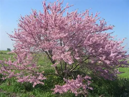 Cercis siliquastrum дерево Cercis siliquastrum дерево