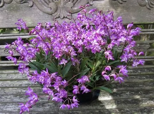 Дендробиум (Dendrobium kingianum)