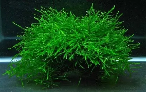 водное растение для украшения водное растение для украшения
