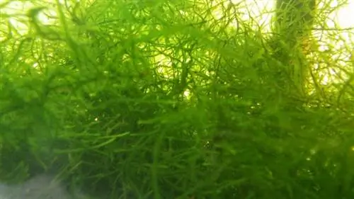 водоросли для украшения аквариума водоросли для украшения аквариума