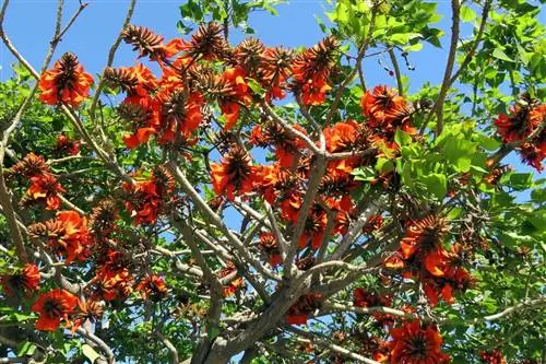 Сейбо (Erythrina crista-galli)