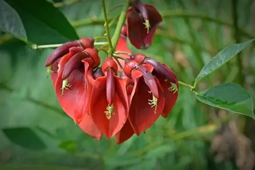 Цветки Erythrina crista-galli красные.