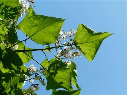 Листья катальпы опадающие.