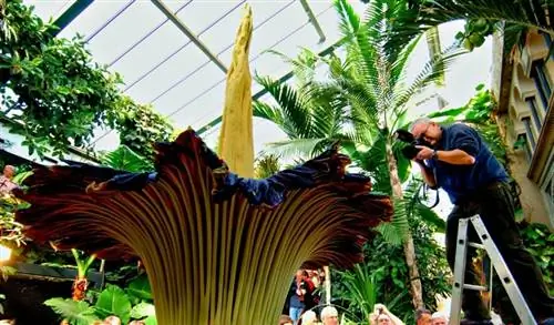 трупный цветок