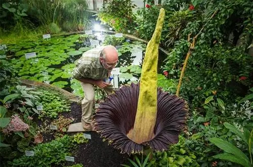 аморфофаллус титанум