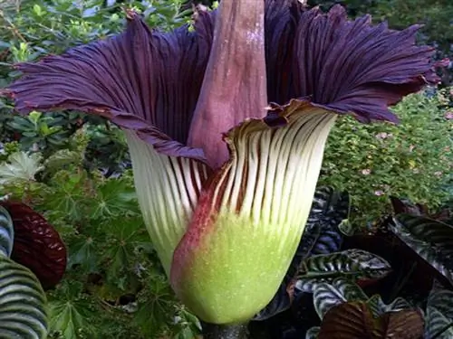 Аморфофаллус титанум