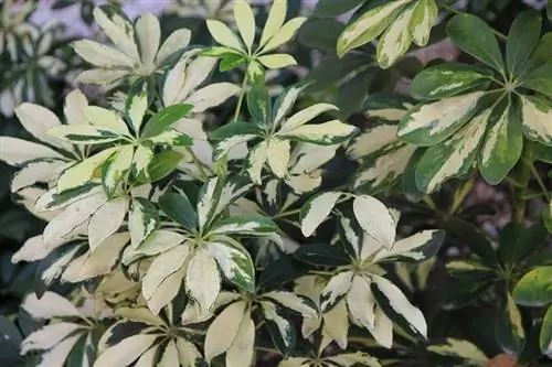 Шефлера (Schefflera)