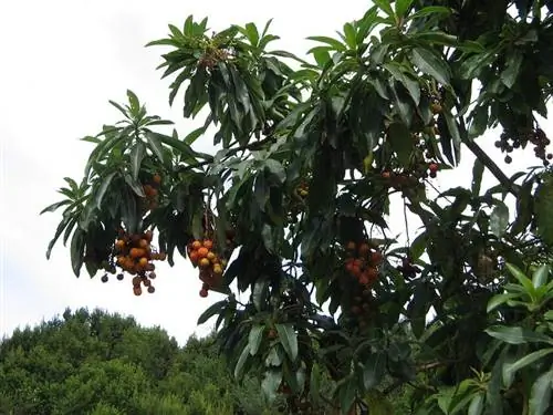 Канарское земляничное дерево (Arbutus canariensis)