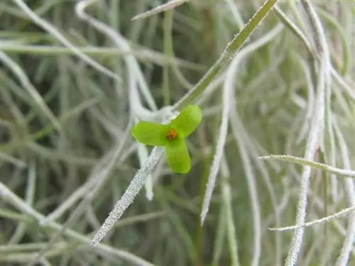 Цветы Tillandsia usneoides