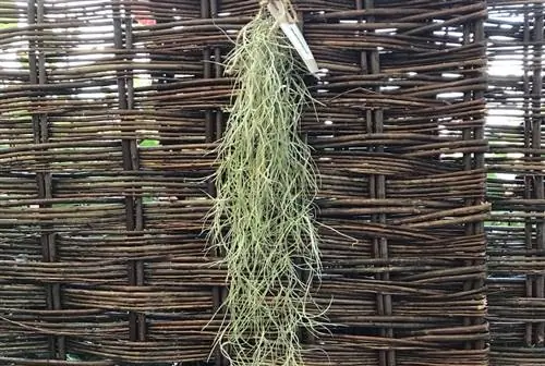 испанский мох