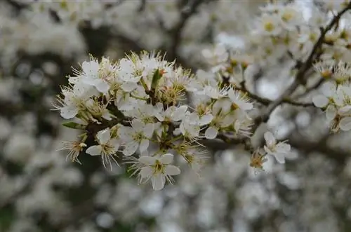 Боярышник (Crataegus oxyacantha)