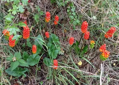 Змеиный корм (Arum maculatum)