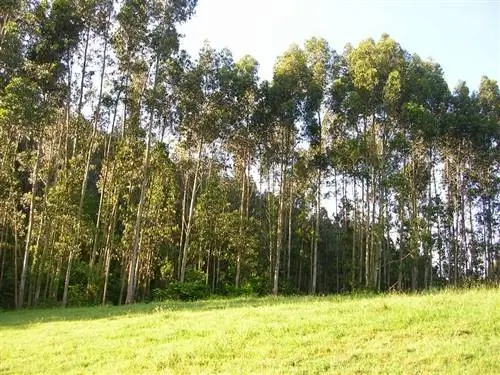 высокие ветви дерева под названием Eucalyptus nitens