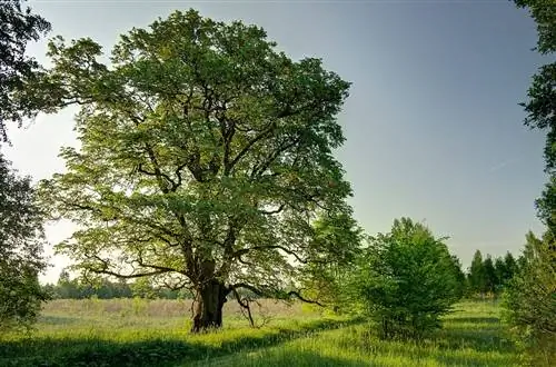 Вяз белый (Ulmus laevis)