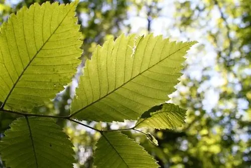 Листья Ulmus laevis опадающие.