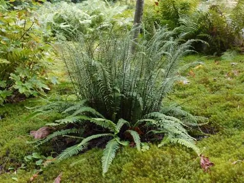 Вид Blechnum spicant в среде обитания