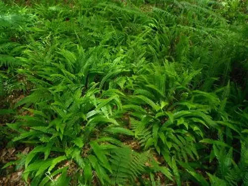 Blechnum spicant - многолетний папоротник.