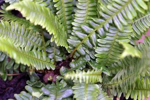 Вид на Blechnum spicant