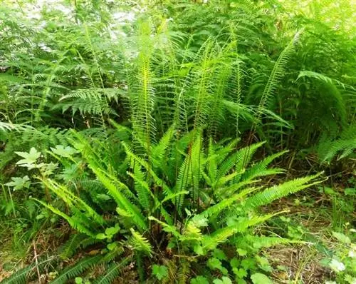 Blechnum spicant - теневыносливое растение.
