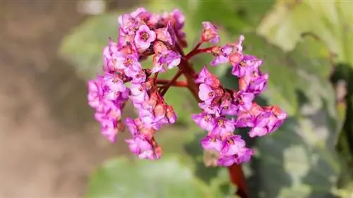 Гортензия зимняя (Bergenia crassifolia)