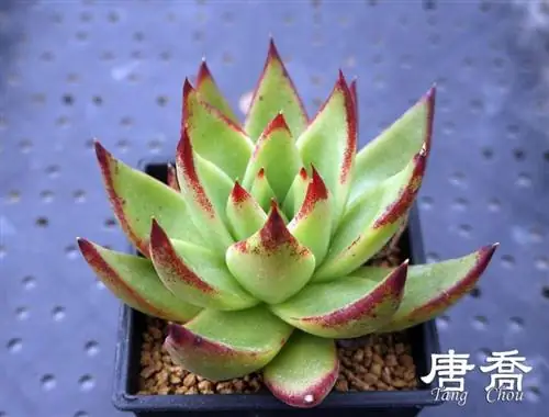 Вид на горшок Echeveria agavoides