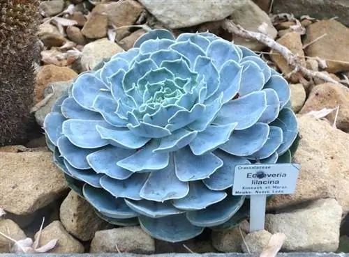 Echeveria lilacina в саду