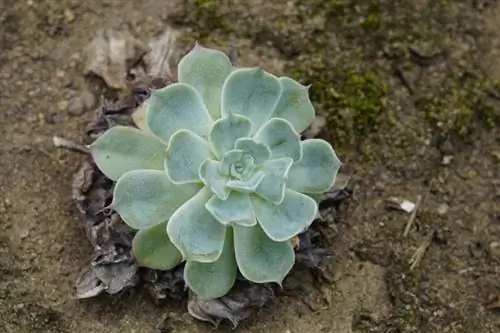 Echeveria secunda в среде обитания