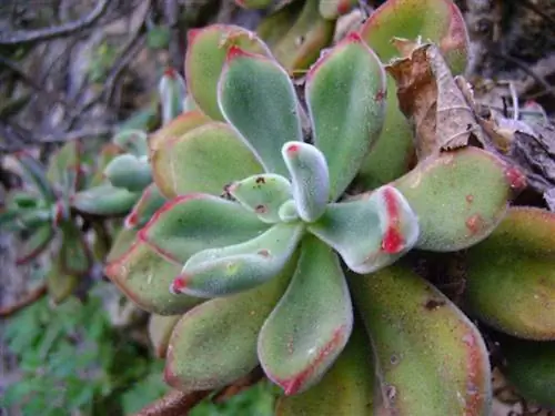 Вид на Echeveria pulvinata