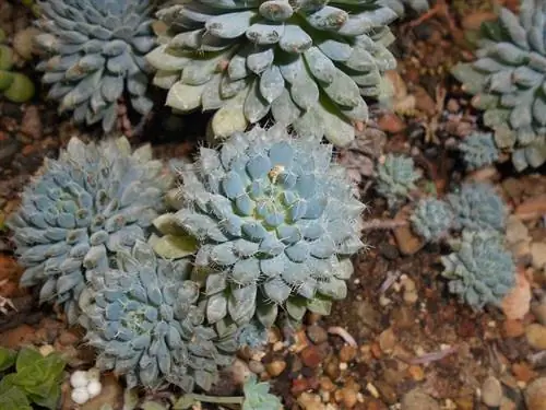 Echeveria rundelli в среде обитания