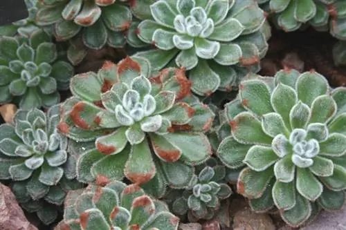 setosa echeveria в среде обитания