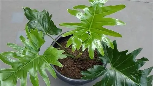 горшок с крупнолистным растением Philodendron xanadu